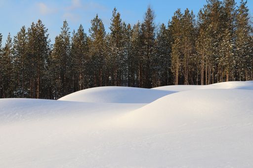 A coniferous forest and a snowy field during daylight