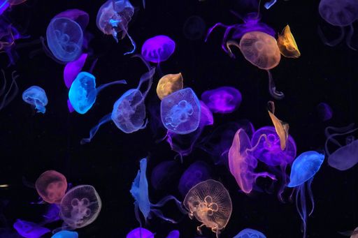 Violet jellyfish swimming underwater in Chimelong Ocean Kingdom aquarium, Zhuhai, China