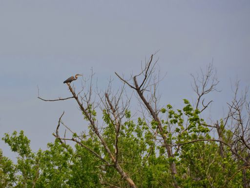 A low angle shot of a heron bird perched on the tree top against blue sky in a sunny day