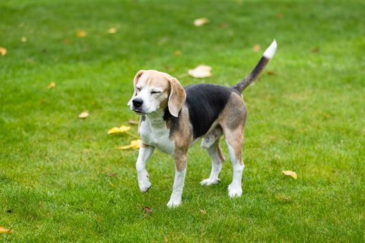 A closeup of an adorable beagle dog walking in a green park and lwith its tail up and eyes closed
