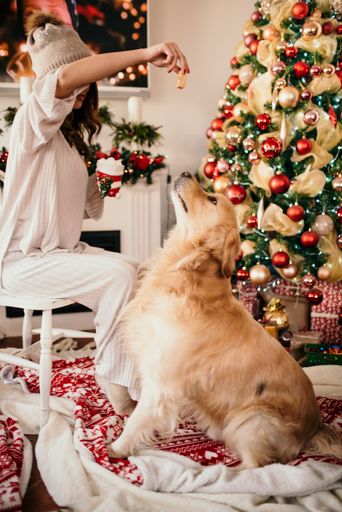 A Caucasian girl in hat playing with dog at home with Christmas tree on the background