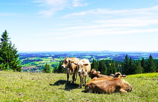 A scenic shot of a pasture in a landscape in Allgau, Bavaria, with mountains, forests, and meadows