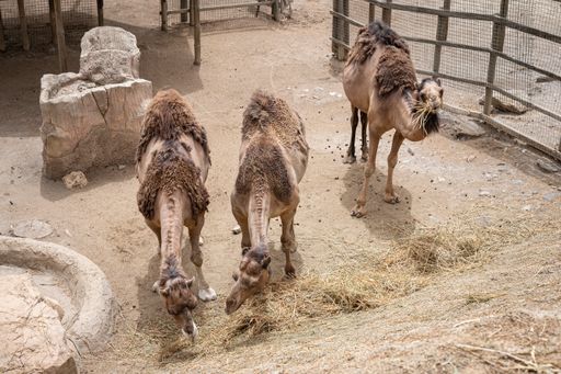 Three camels relaxing and eating hay in their stable at the zoo