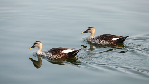 A closeup of two Indian spot-billed ducks swimming in a lake.