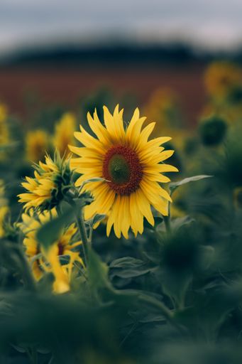 A vertical shallow focus shot of sunflowers in nature
