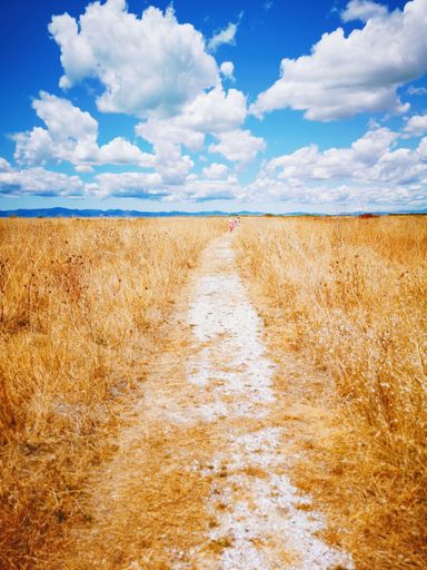 A beautiful shot of a trail surrounded by dry grass under cloudy sky in Miranda Shorebird Centre