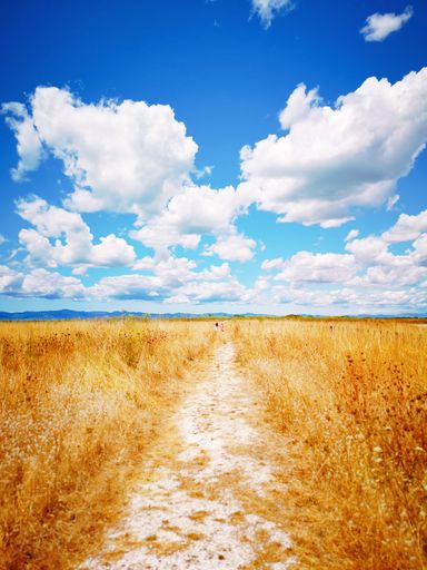 A beautiful shot of a trail surrounded by dry grass under cloudy sky in Miranda Shorebird Centre