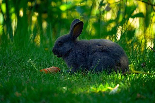 A closeup shot of a black bunny rabbit sitting in the grass in from of a carrot