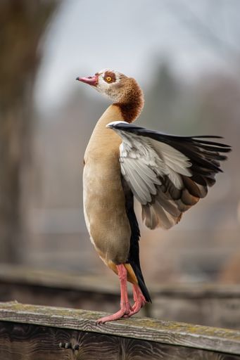 A vertical shot of an Egyptian goose (Alopochen aegyptiaca)