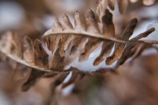 A closeup shot of the snow on dry leaves