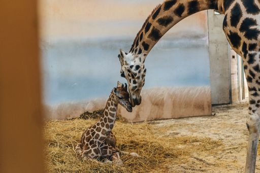 Mother giraffe and baby giraffe. Newborn giraffe and her family.