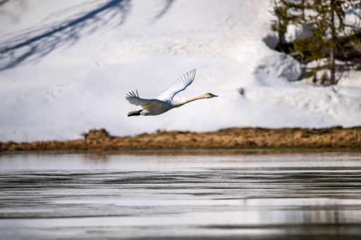 A spectacular shot of a Trumpeter swan in flight against white background