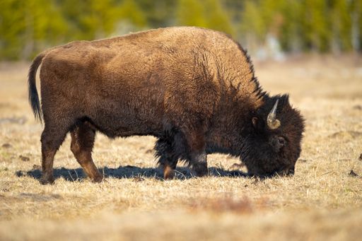 A selective of a bison in Yellowstone National Park