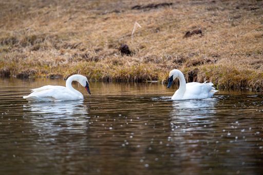 A couple of swans wading in a lake in the Yellowstone National Park