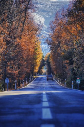 A vertical shot of a road with a car on it surrounded by orange trees and a hill in the background