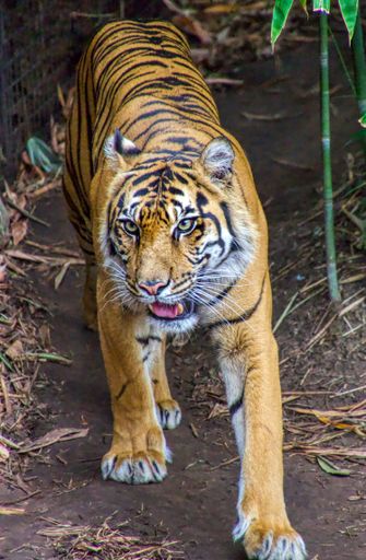 A vertical shot of a beautiful dangerous tiger in a park