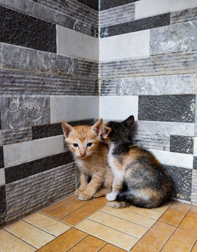 A close-up shot of two colorful kitties sitting on the corner of the room