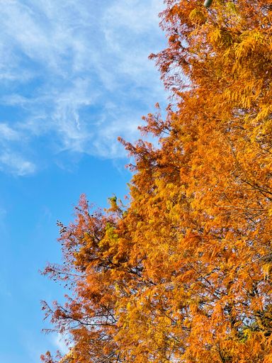 A vertical shot of a tree growing in the forest on a sunny day
