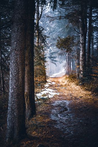 A mysterious atmosphere of a foggy frozen forest