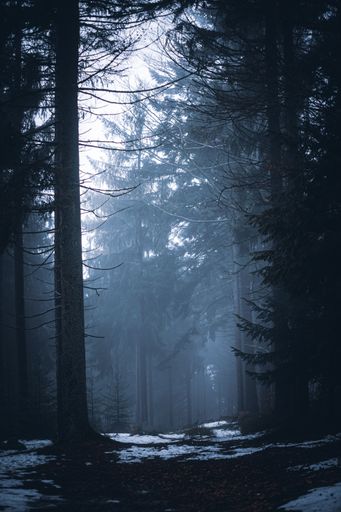 A mysterious atmosphere of a foggy frozen forest