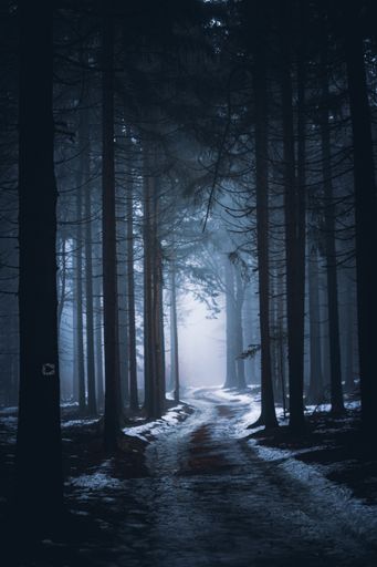 A mysterious atmosphere of a foggy frozen forest