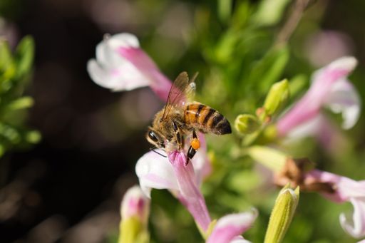 A macro of a bee on a flower