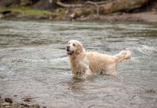 A lovely Golden Retriever dog in a cold river stream in Poland