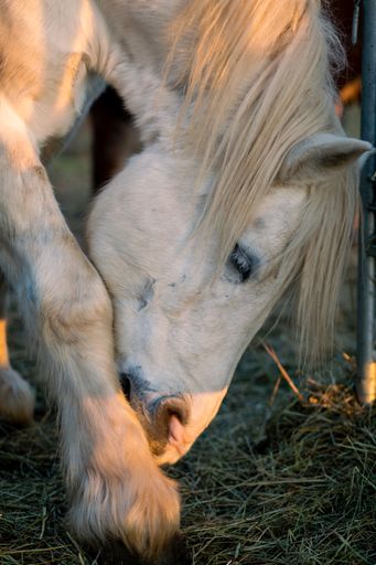 A vertical closeup shot of the beautiful white horse eating grass