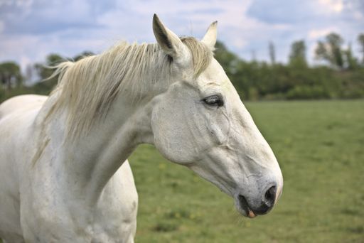 A selective focus shot of a white horse in the farmland