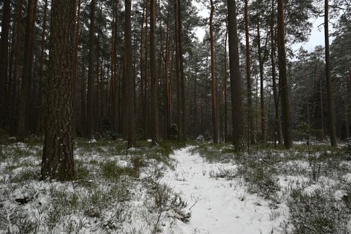 A beautiful shot of a forest covered in snow in Cieciorka, Poland