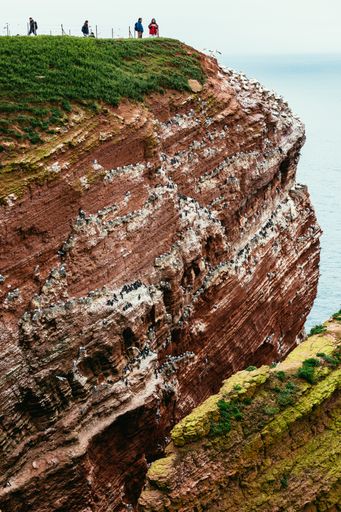 Basstoelpel und Trottellummen auf Helgoland im Fruehling 2021, Gannets and Guillemots of Heligoland in spring