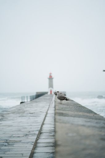A shallow focus shot of an European herring gull standing on a wharf against lighthouse and cloudy sky