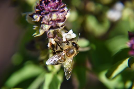 A macro shot of a bee on a Bombus veteranus