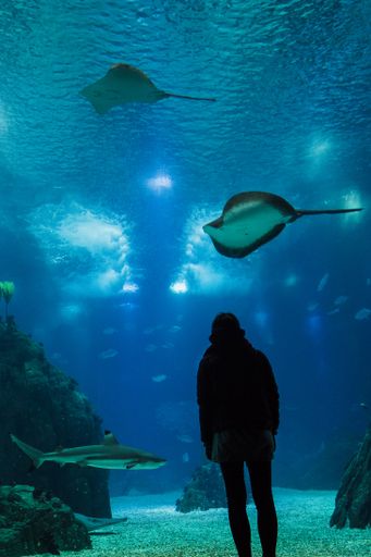 A vertical shot of the female person looking at the various fishes and marine life at aquatic zoo