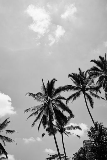 A grayscale low angle shot of palm trees against a sky with clouds