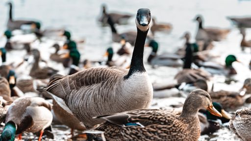 A selective of a goose with duck on the shore
