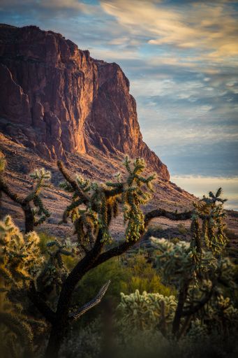 A vertical shot of Joshua tree branches in the background of a huge cliff.