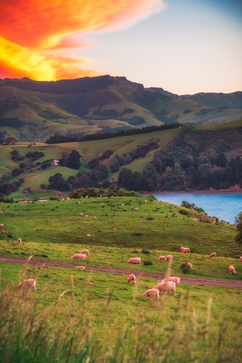 A vertical shot of sheep grazing in the field in Akaroa, Canterbury, New Zealand, South Island