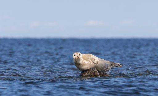 A closeup of a Harbor seal on a rock in the sea
