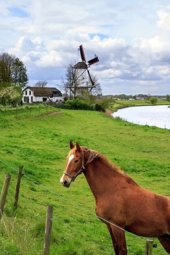 Horse on a dike in front of a white Dutch smock mill, on a cloudy day. Because of King's day the blades are decorated with Dutch flags