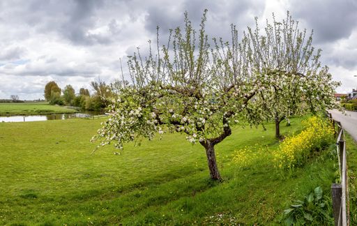 Road on a dike in Deil, Betuwe, Gelderland, along the Linge river in springtime, with flowering apple trees