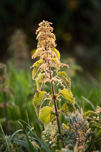 A vertical selective focus shot of a Backlit Stinging Nettle branch under the sunlight