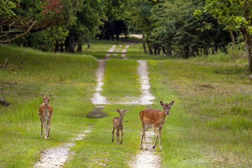 Fallow deer walking on a track through forested dunes
