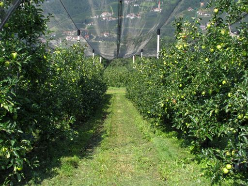 A closeup of an Apple orchard with protection nets