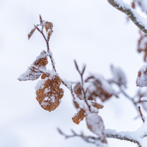 A closeup shot of snow-covered tree branches