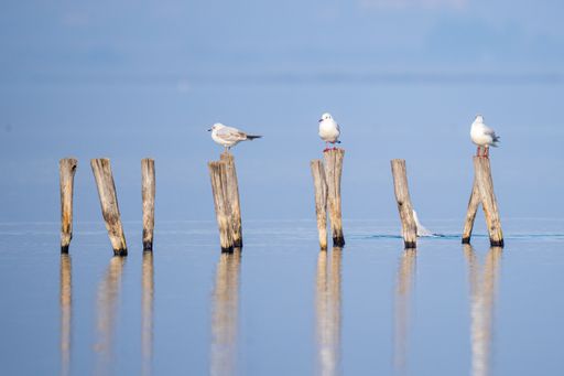 White seagulls perched on the wooden poles in the water captured at daytime