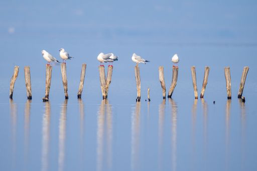 White seagulls perched on the wooden poles in the water captured at daytime