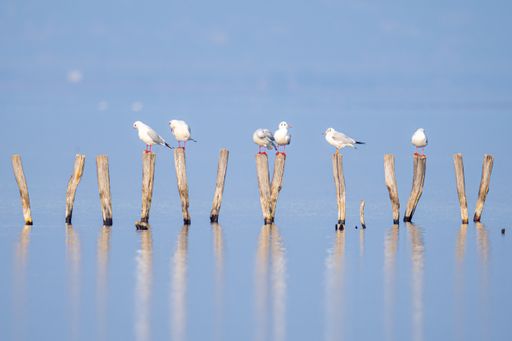 A group of seagulls sitting and resting on the wooden logs lined up in the water