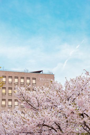A vertical selective focus shot of the pink blossoms on a tree in front of a building