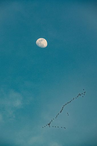 A vertical low angle shot of birds flying with the moon visible in the blue sky